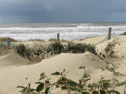 dune landaise