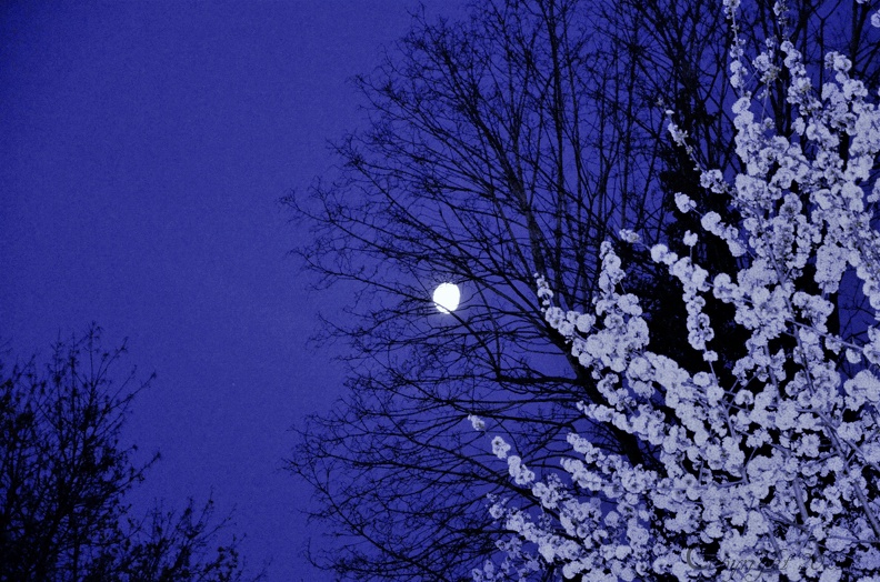 Demi Lune et cerisier