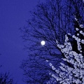 Demi Lune et cerisier