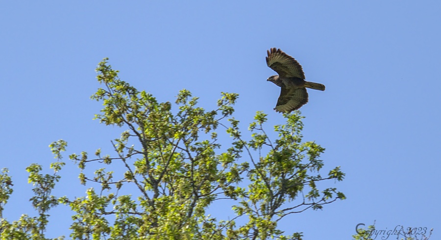 Buse variable sud-ouest Combas