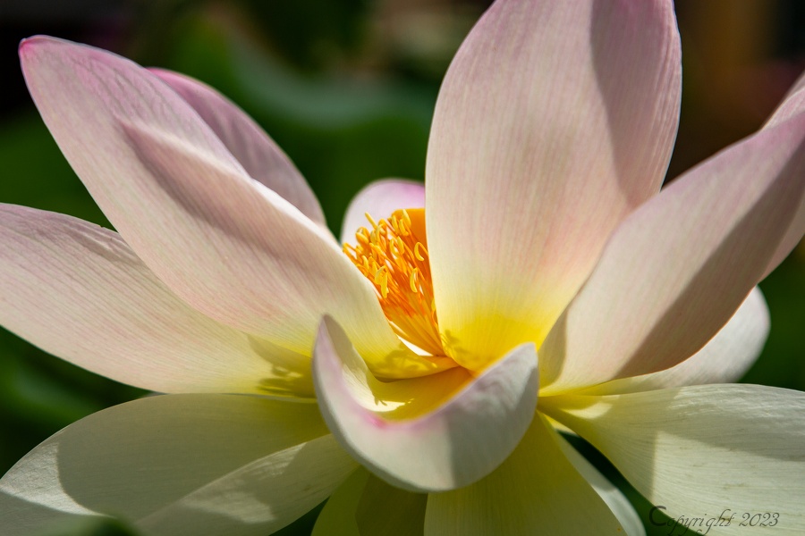 lotus de frejus