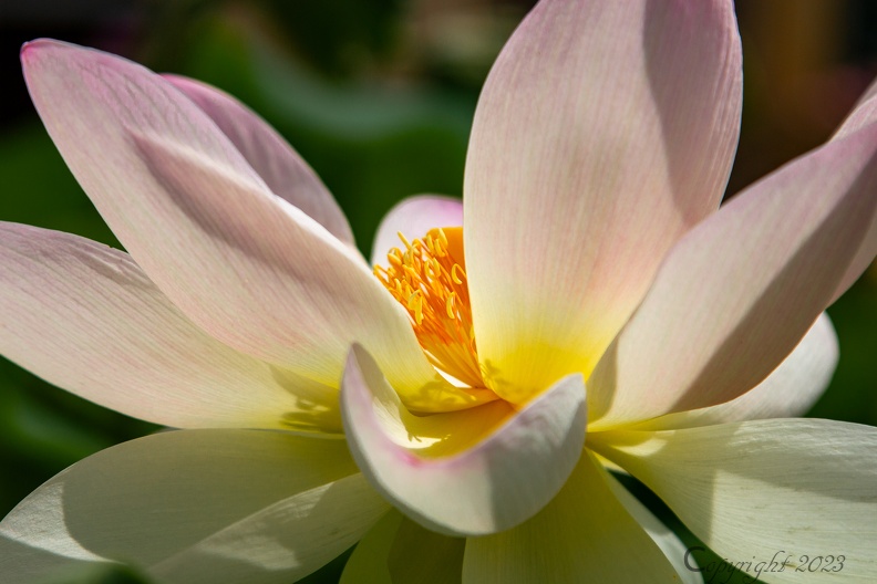 lotus de frejus.jpg
