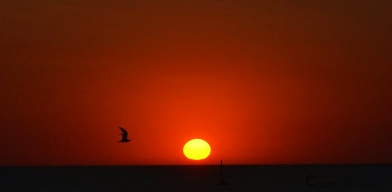 La mer le phare le soleil et l'oiseau