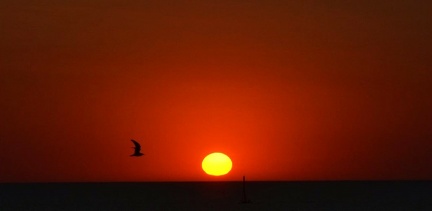 La mer le phare le soleil et l'oiseau