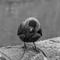 P1030312 01