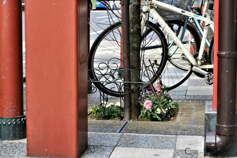 IMG_7448 Tokyo nature dans la ville.JPG