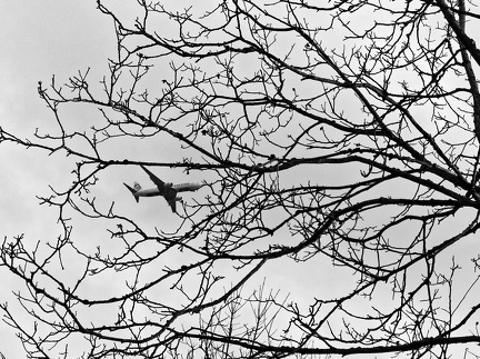 branche insolite