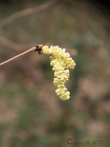 _MG_3824.jpg