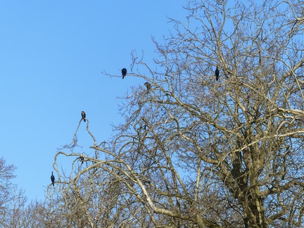 Hommage à Hitchcock